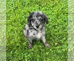 Small Photo #2 F2 Aussiedoodle Puppy For Sale in NORTH VERNON, IN, USA