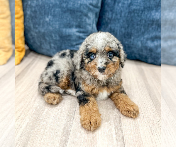 Medium Photo #2 Cavapoo (Miniature) Puppy For Sale in MILLERSBURG, OH, USA
