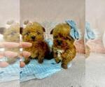 Small #15 Poodle (Toy)