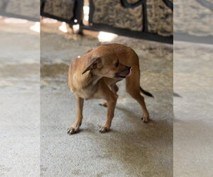 Chihuahua Dogs for adoption in Yardley, PA, USA