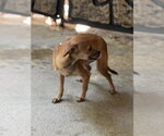 WREN - Male Chihuahua Dog for Adoption - Small photo