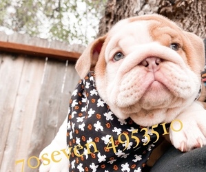 English Bulldog Puppy for sale in PETALUMA, CA, USA