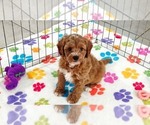 Image preview for Ad Listing. Nickname: George