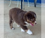 Small #9 Miniature Australian Shepherd