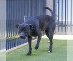 Small American Staffordshire Terrier Mix