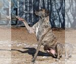 Small Photo #3 Great Dane Puppy For Sale in Boise, ID, USA