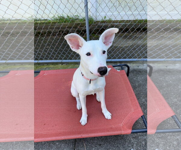 Medium Photo #10 Carolina Dog-Unknown Mix Puppy For Sale in Rockaway, NJ, USA