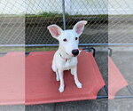 Small #9 Carolina Dog Mix