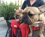 Small Photo #1 French Bulldog Puppy For Sale in MIDDLEBURG, FL, USA