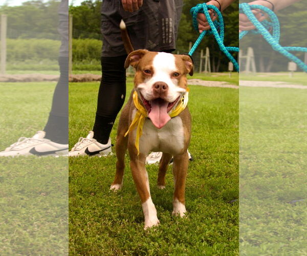 Medium Photo #12 Mutt Puppy For Sale in Chester, NJ, USA