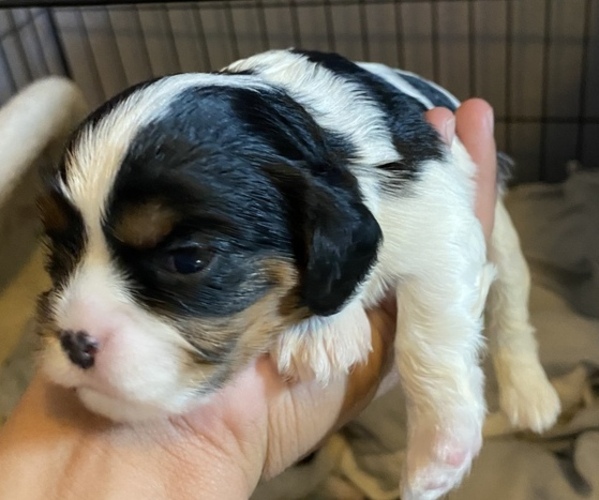 Medium Photo #1 Cavalier King Charles Spaniel Puppy For Sale in HELOTES, TX, USA
