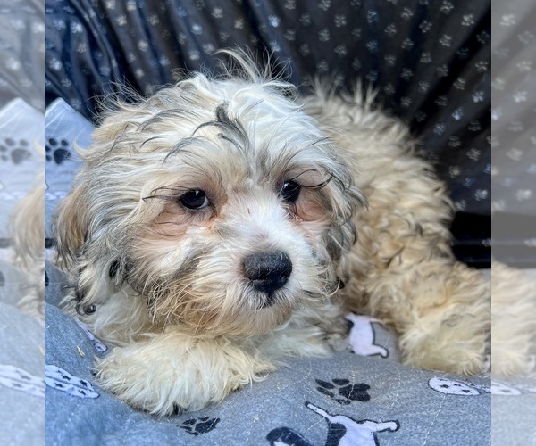 Medium Photo #9 Zuchon Puppy For Sale in RENO, NV, USA