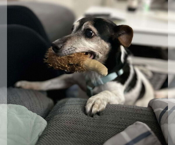 Medium Photo #2 Jack Russell Terrier Puppy For Sale in Arlington, WA, USA