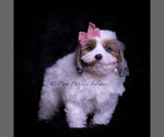 Small Photo #80 Cavapoo (Miniature) Puppy For Sale in WARSAW, IN, USA