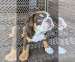 Small #2 Bulldog