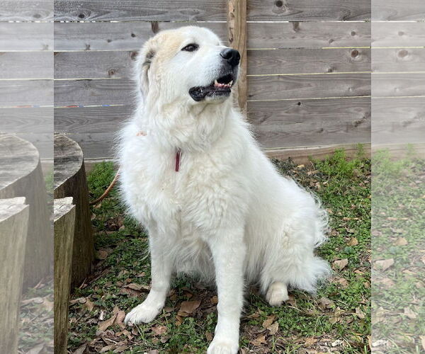 Medium Photo #8 Great Pyrenees Puppy For Sale in Spring, TX, USA
