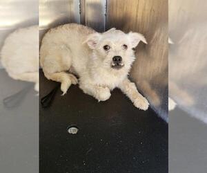 Mutt Dogs for adoption in San Antonio, TX, USA