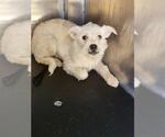 Small Mutt