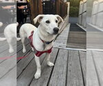 Small #4 Chihuahua Mix