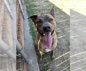 American Pit Bull Terrier-Unknown Mix Dogs for adoption in Plano, TX, USA