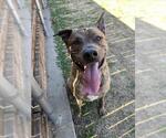 Small American Pit Bull Terrier Mix