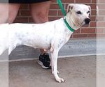 Small #1 Boxer Mix