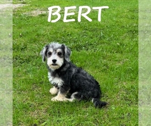 Schnoodle (Miniature) Puppy for sale in HARTLAND, MN, USA