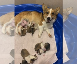 Mother of the Pembroke Welsh Corgi puppies born on 02/28/2023