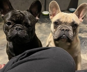 Mother of the French Bulldog puppies born on 07/13/2026