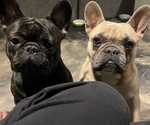 Small Photo #1 French Bulldog Puppy For Sale in BONNEY LAKE, WA, USA