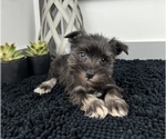 Small Photo #10 Schnauzer (Miniature) Puppy For Sale in FRANKLIN, IN, USA