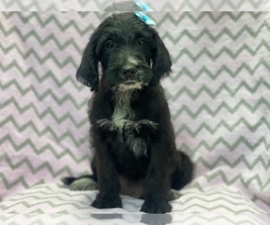 Australian Cattle Dog-Poodle (Standard) Mix Puppy for sale in LAKELAND, FL, USA