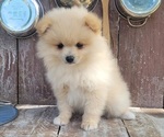 Jesse - Male Pomeranian Puppy for Sale - Small photo
