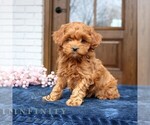 Small #3 Cavapoo (Miniature)