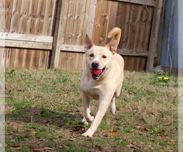 Medium Photo #2 Labrador Retriever Puppy For Sale in Jackson, MS, USA