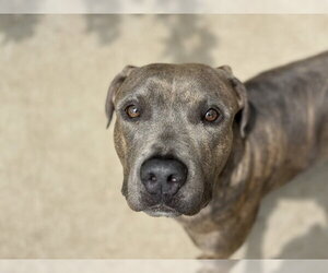 Mutt Dogs for adoption in Tulsa, OK, USA