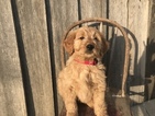 Small Photo #1 Goldendoodle Puppy For Sale in WOODBURN, IN, USA