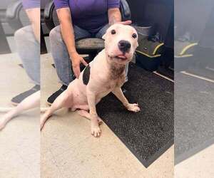 Mutt Dogs for adoption in Abbeville, LA, USA