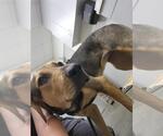 Small German Shepherd Dog