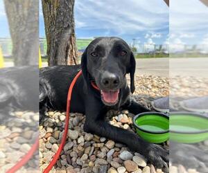 Mutt Dogs for adoption in Oklahoma City, OK, USA
