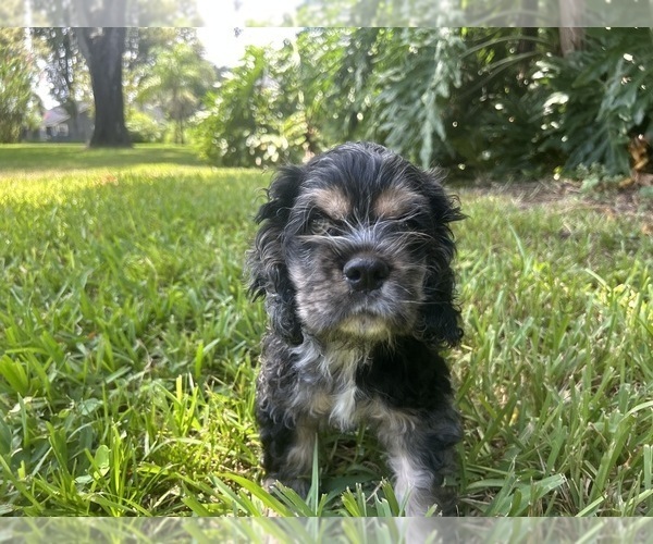 Medium Photo #1 Cocker Spaniel Puppy For Sale in WINDERMERE, FL, USA