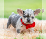 Small #3 French Bulldog