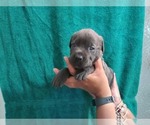 Small Photo #15 Cane Corso Puppy For Sale in COLUMBIA, SC, USA