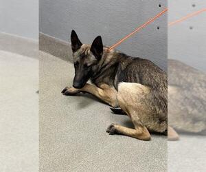 German Shepherd Dog-Unknown Mix Dogs for adoption in Las Vegas, NV, USA