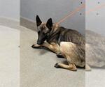 Small German Shepherd Dog Mix