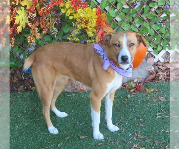 Medium Photo #2 Mutt Puppy For Sale in Oklahoma City, OK, USA