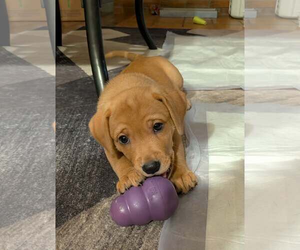 Medium Photo #3 Labrador Retriever-Unknown Mix Puppy For Sale in Plainfield, IL, USA