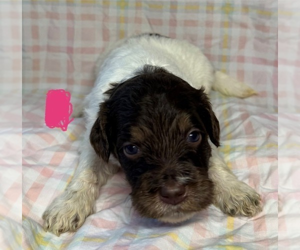 Medium Photo #3 Goldendoodle Puppy For Sale in WOODLEAF, NC, USA