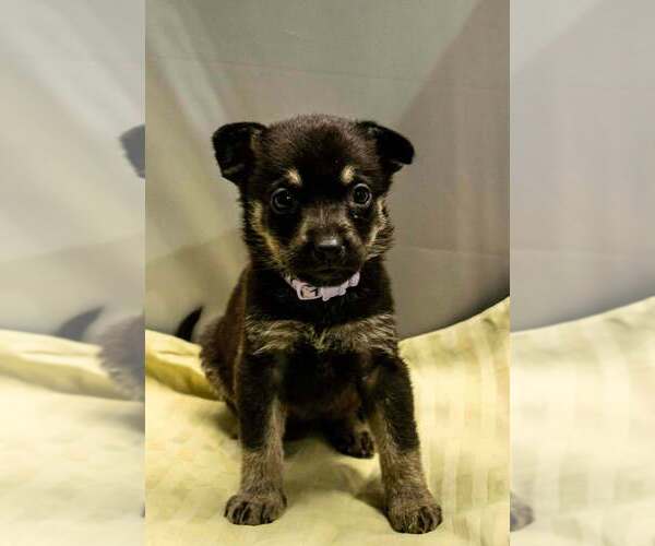 Medium Photo #1 Mutt Puppy For Sale in Imlay City, MI, USA