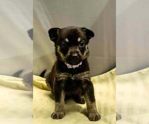 Mutt Dogs for adoption in Imlay City, MI, USA